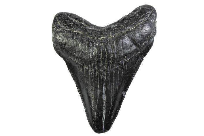 Serrated, Juvenile Megalodon Tooth - South Carolina #374211